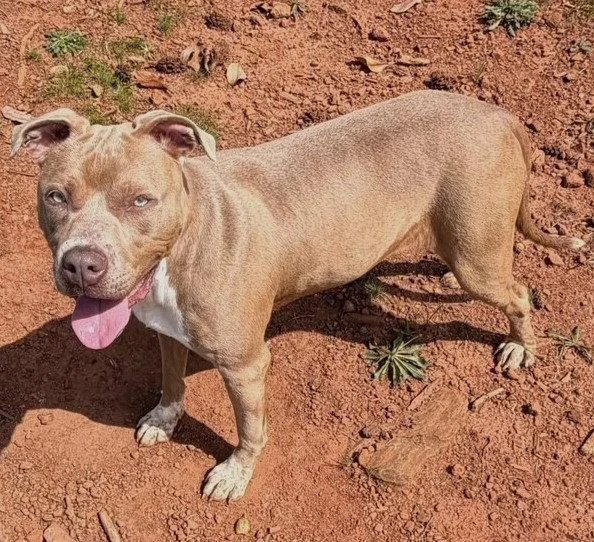 A tan and white dog standing next to a wooden log and metal fence.
