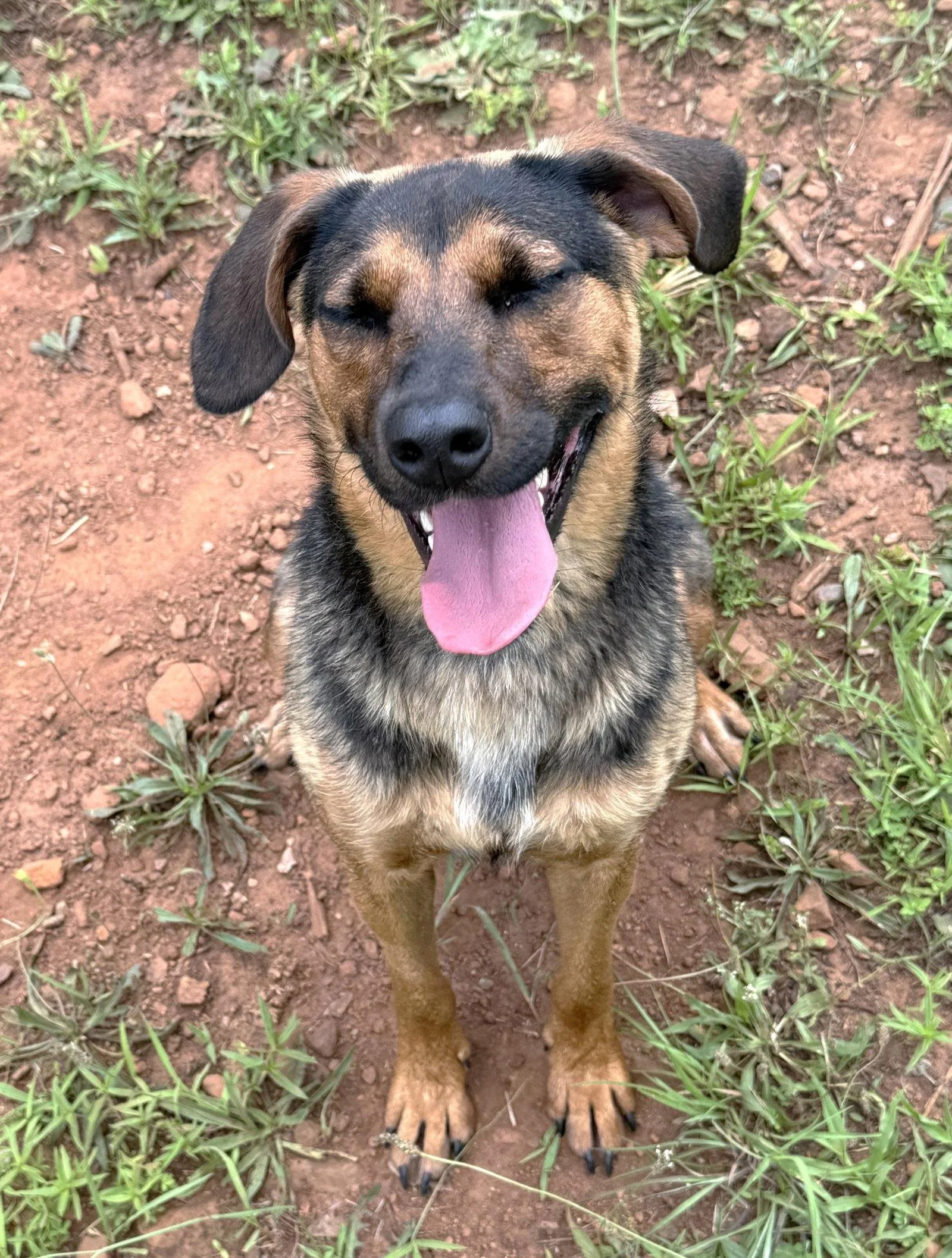 Close-up of a mixed breed dog with black and tan fur, black nose, and floppy ears, sitting on grass with her eyes closed.