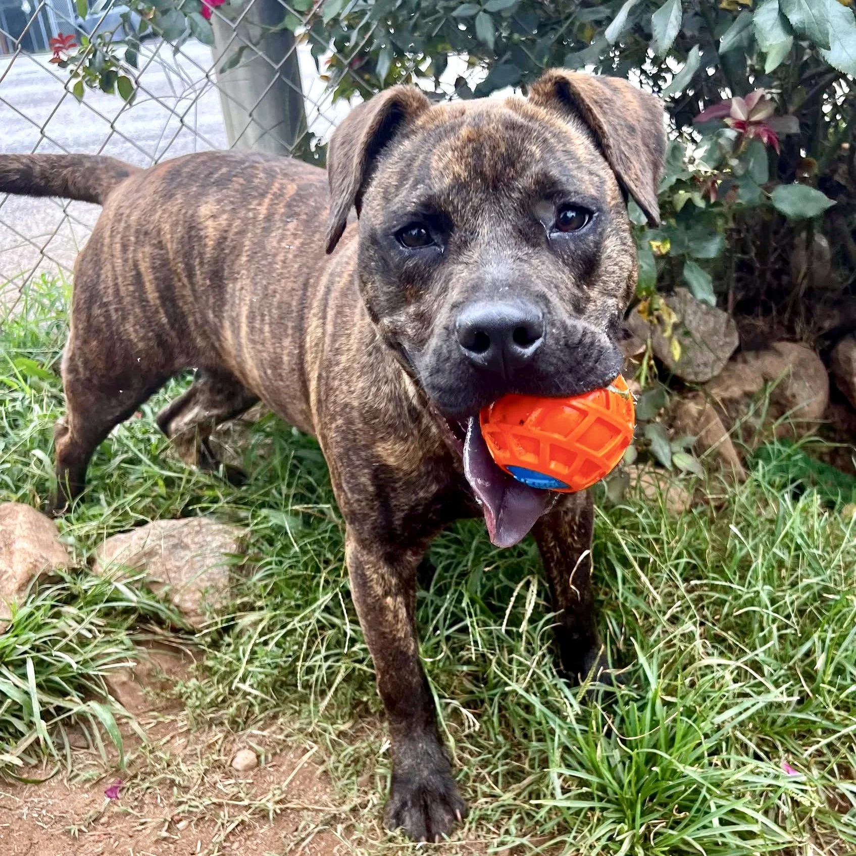 A tan dog with brown markings near its eyes and ears standing in grass, with orange ball in mouth.