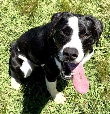 A brown dog with blue eyes and a pink tongue sitting on the ground outdoors, grass and small plants in the background.