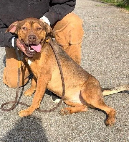 A brown dog sitting on the ground, being held by a person wearing brown pants and a dark jacket, with the dog wearing a leash and looking happy with its tongue out.