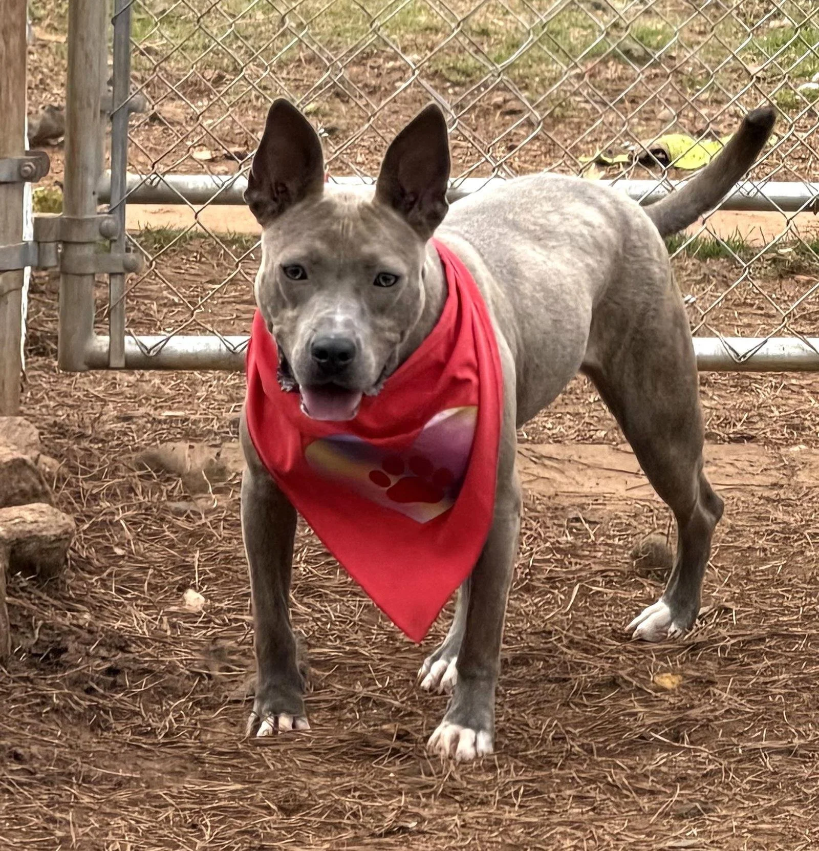A playful gray and white mixed-breed dog with erect ears, wearing a red bandana with a paw print, standing on dirt ground in front of a chain-link fence.