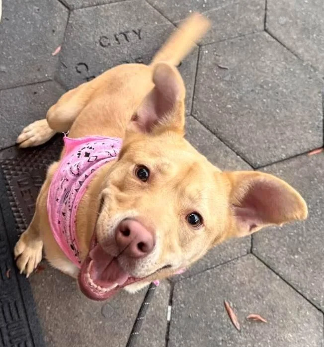 Happy tan dog with pink bandana sitting on sidewalk, looking up with a wagging tail and open mouth.