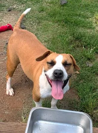 Happy brown and white dog with pink tongue standing in grass, looking up at camera