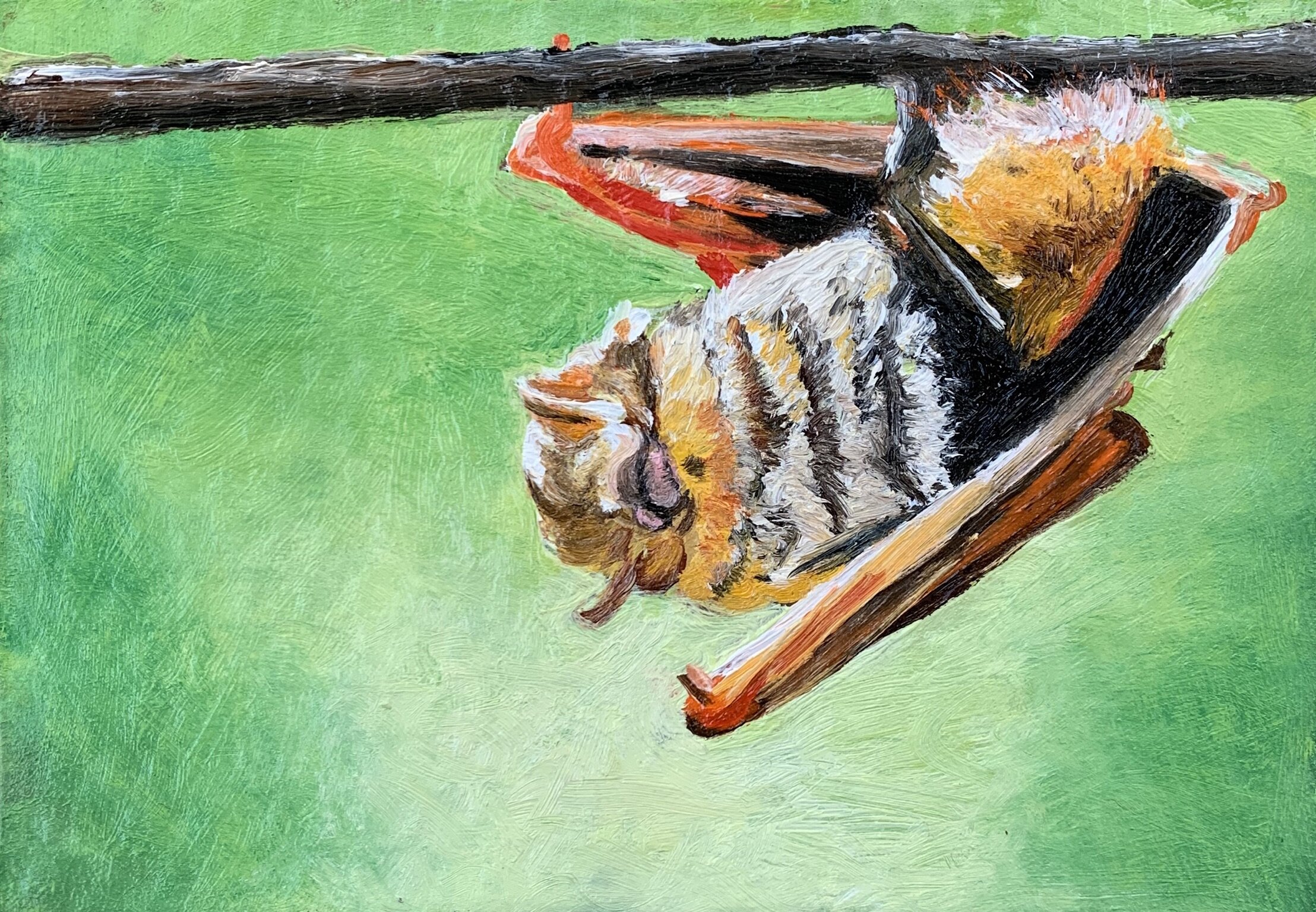 GALAPAGOS RED BAT, 2020
Oil on cardboard, 4 x 6 inches (sold)
