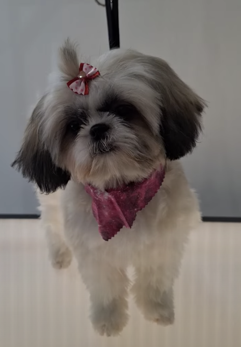 A Shih-Tzu puppy dog with a pink bandana around its neck and a pink and white bow on its head, looking at the camera.
