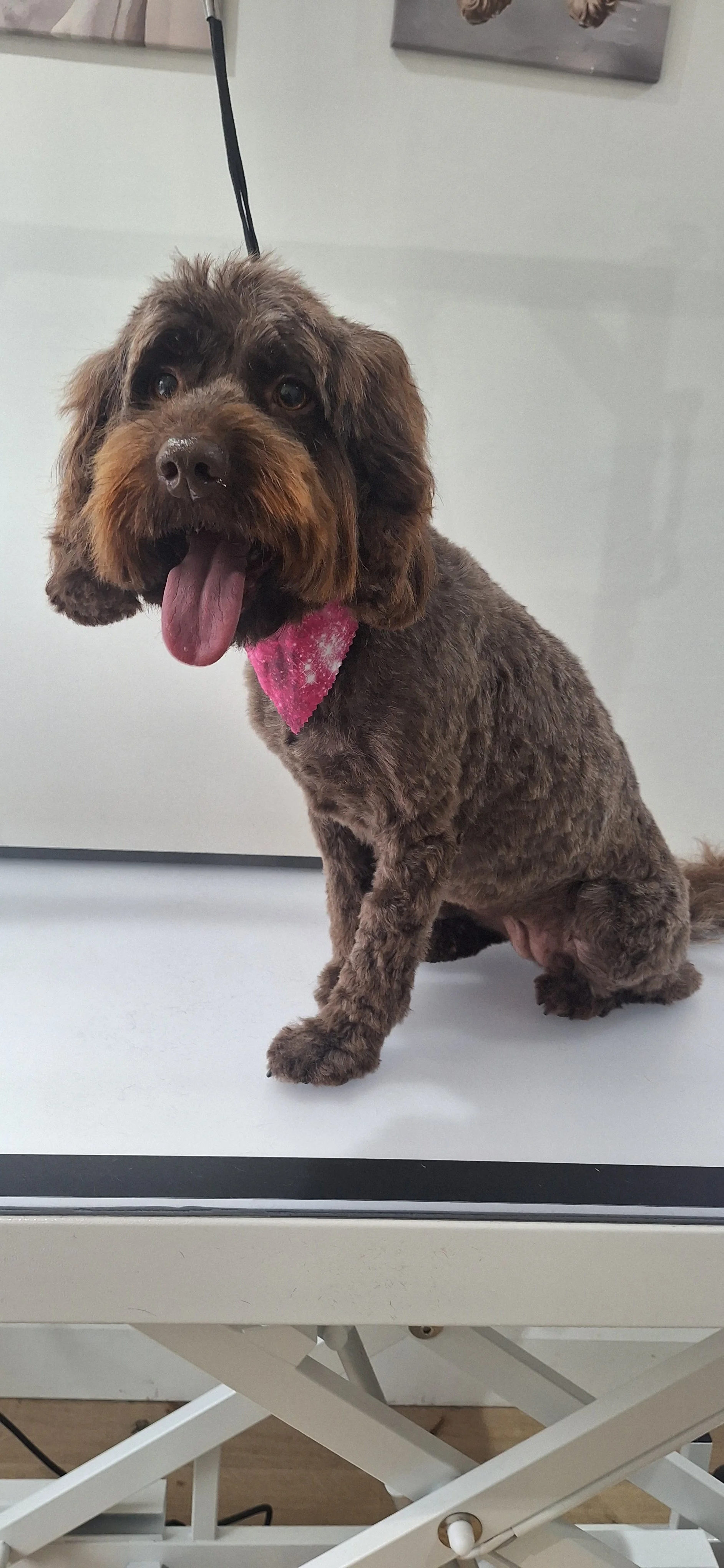 A brown cockapoo dog with floppy ears sitting on a grooming table, wearing a pink bandana, with its tongue hanging out.