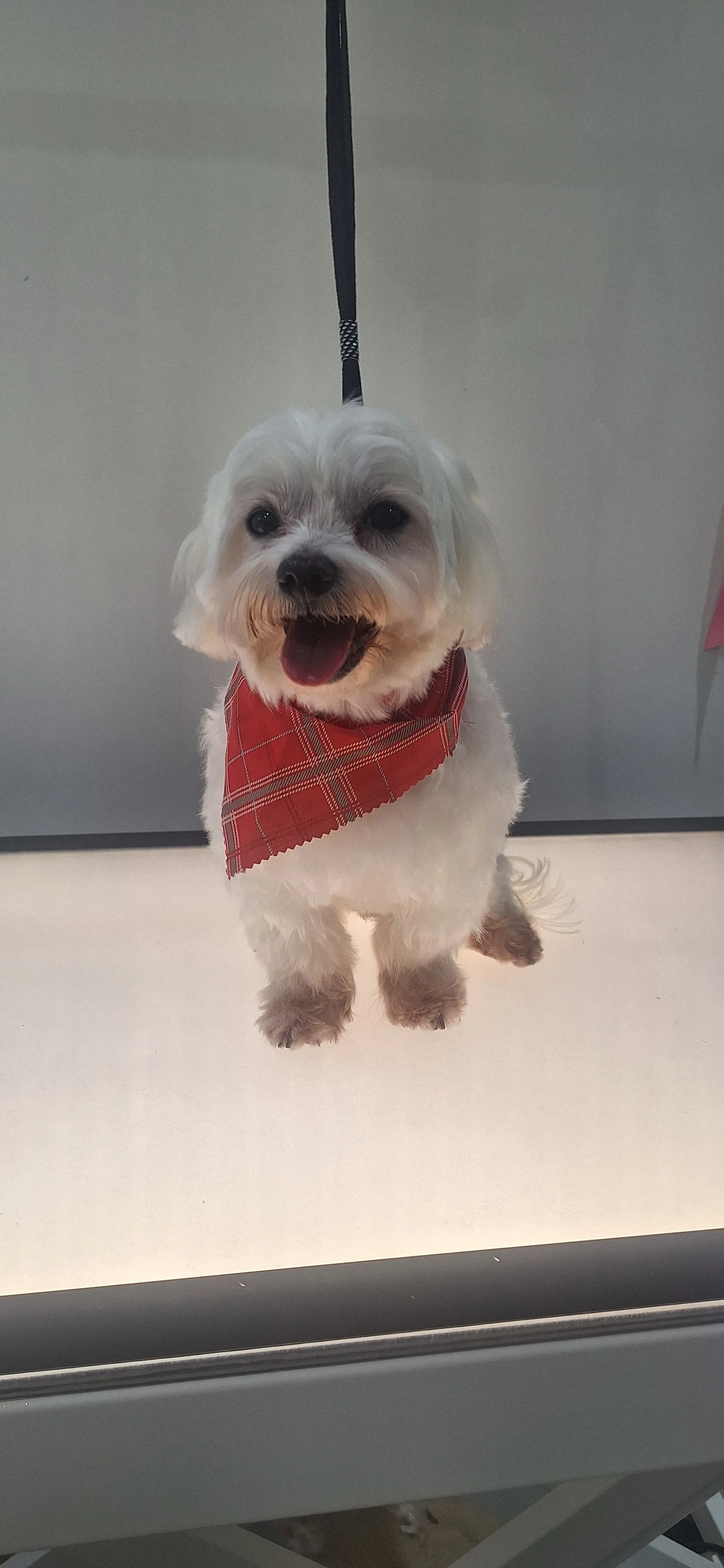 A happy Maltease, a small white dog with a red plaid bandana sitting on a grooming table.