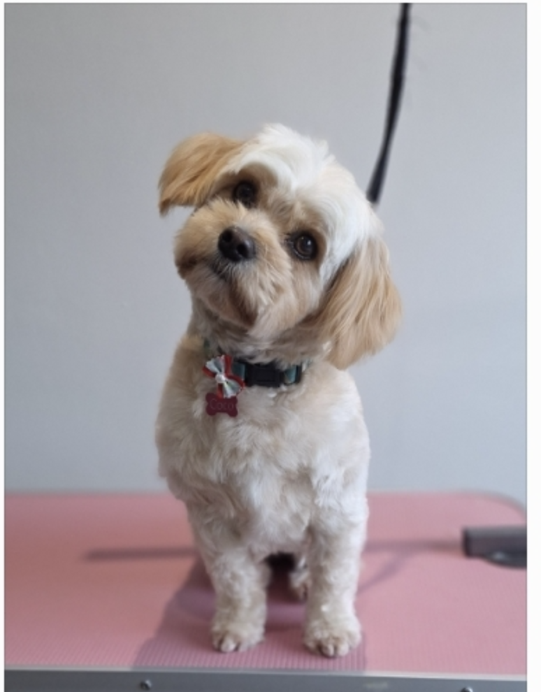 A small, Cavapoo dog with light brown and white fur, sitting on a pink grooming table. The dog is wearing a collar with a red bow and a pink heart-shaped tag. The dog has large, dark eyes and is slightly tilting its head.