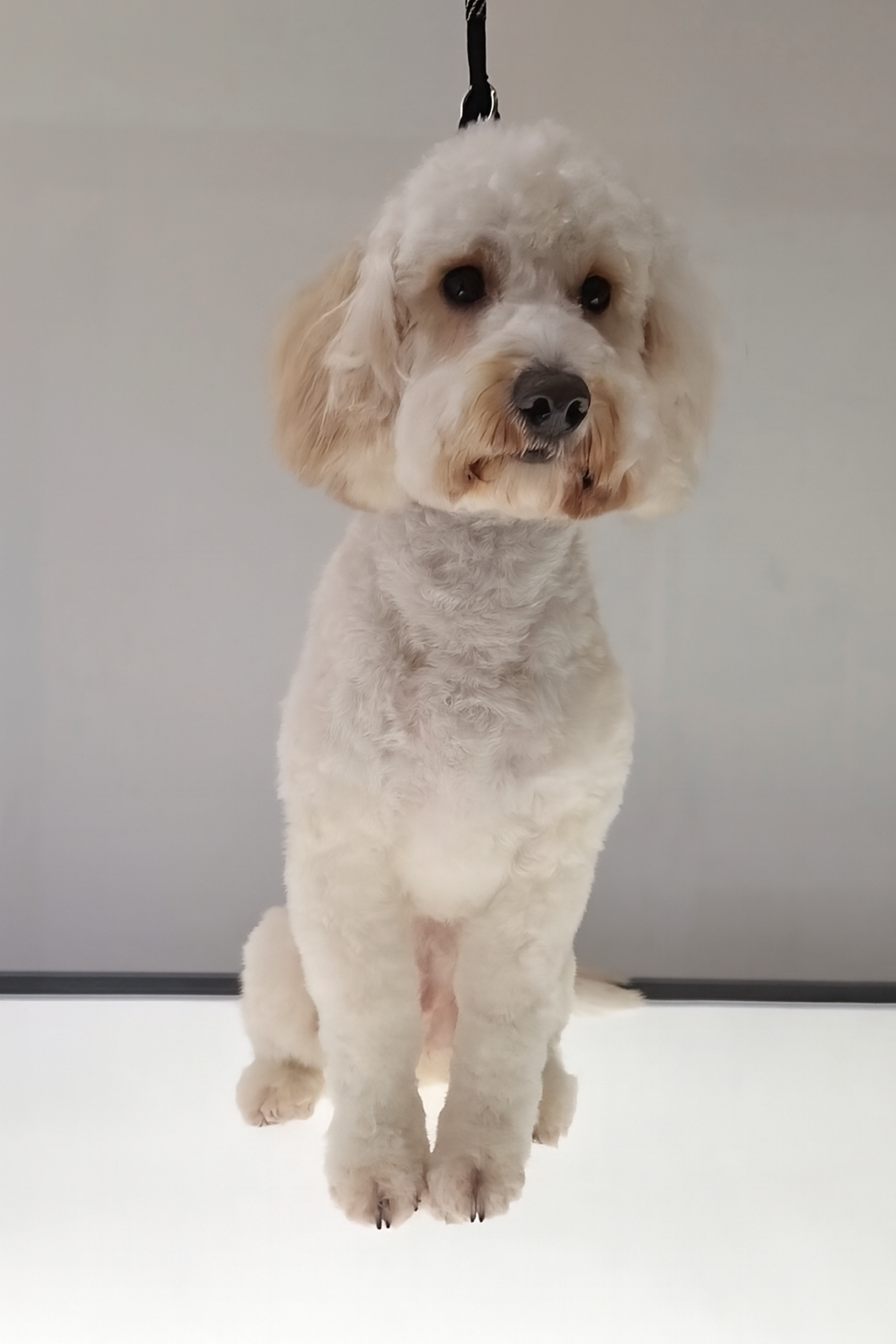 A cute, fluffy cockapoo dog with curly light-colored fur, sitting on a grooming table.