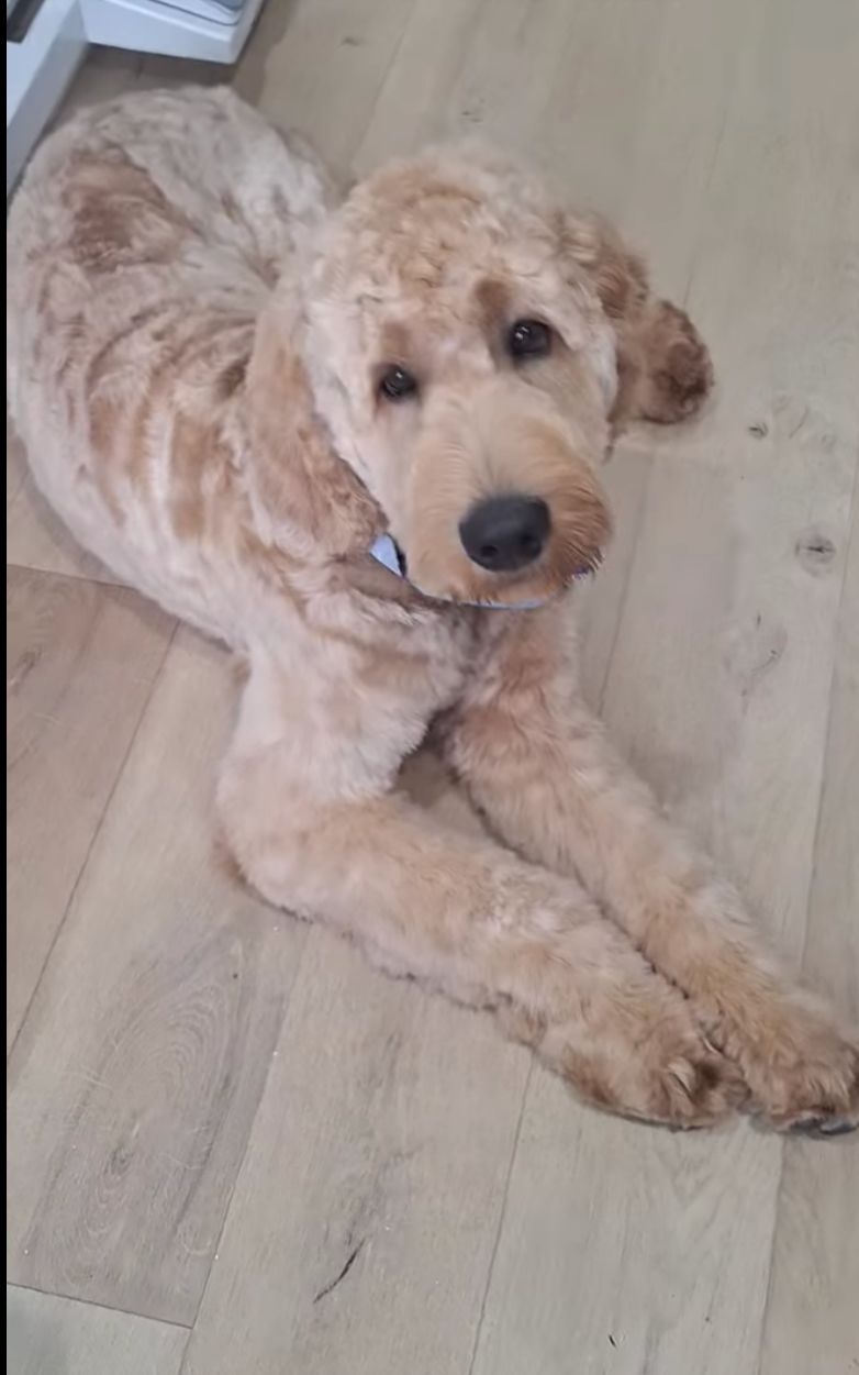 A fluffy, light brown Golden Doodle dog with dark eyes and a black nose lying on a wooden floor, looking up.