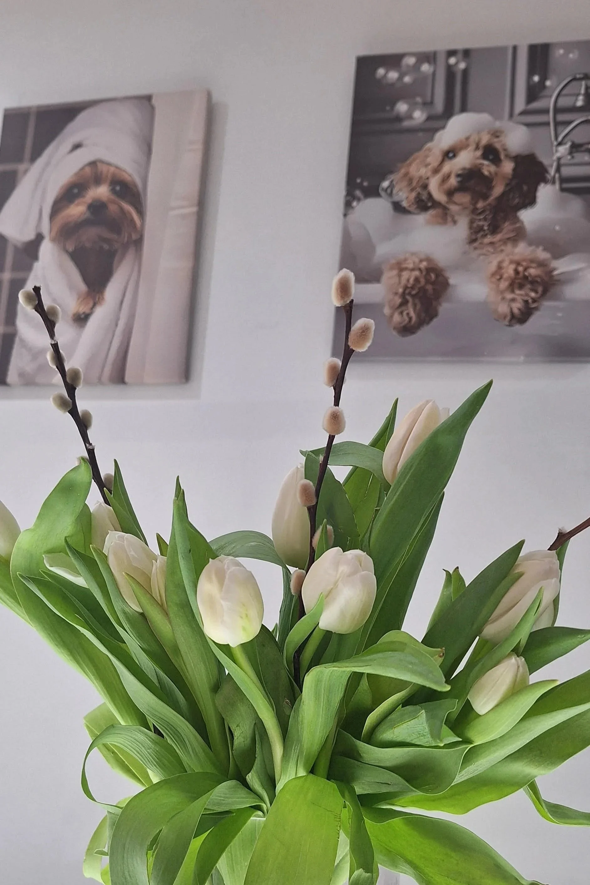 A bouquet of white tulips and pussy willow branches in the foreground with two dog photos on the wall behind.