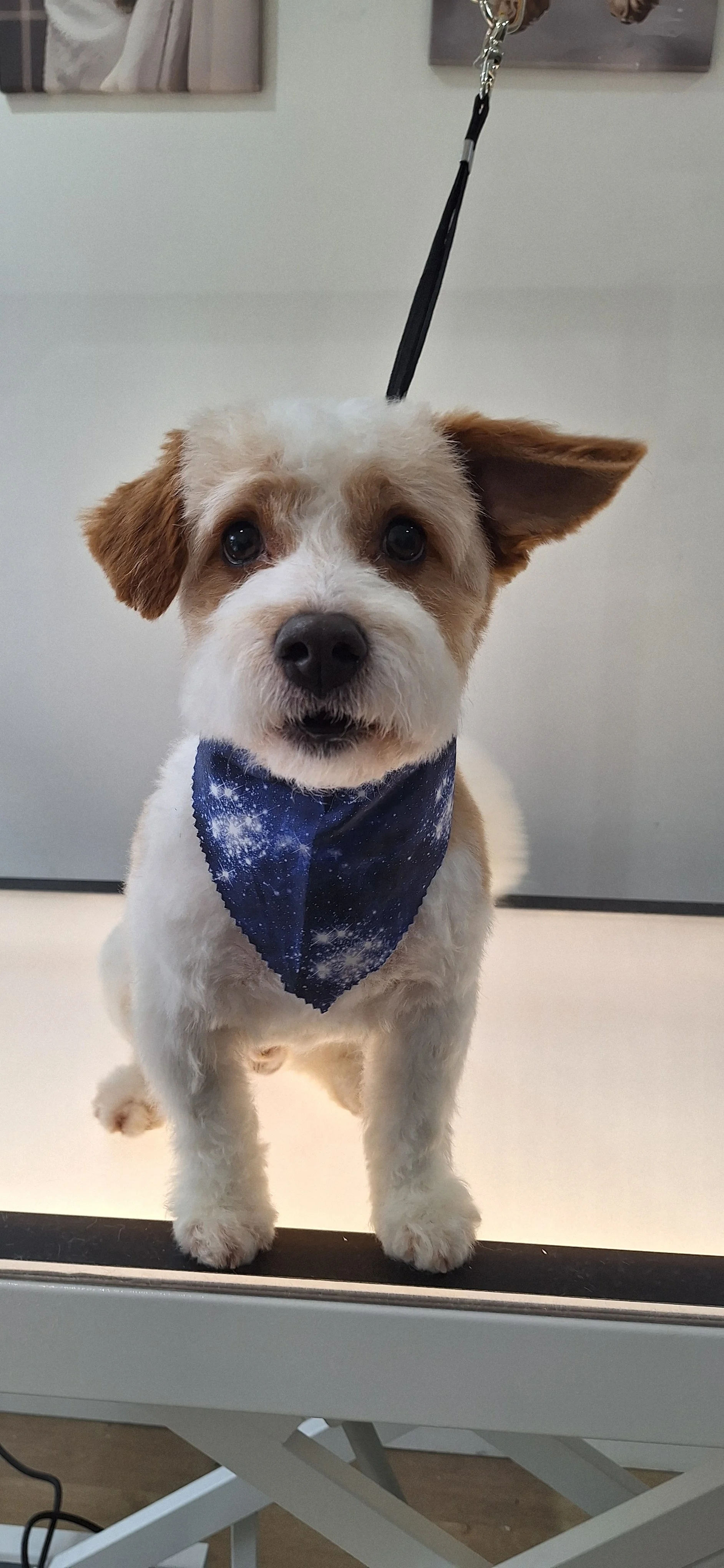 A small dog with white and light brown fur, wearing a galaxy-patterned bandana, sitting on a grooming table with a grooming leash attached to its collar in a pet grooming salon.