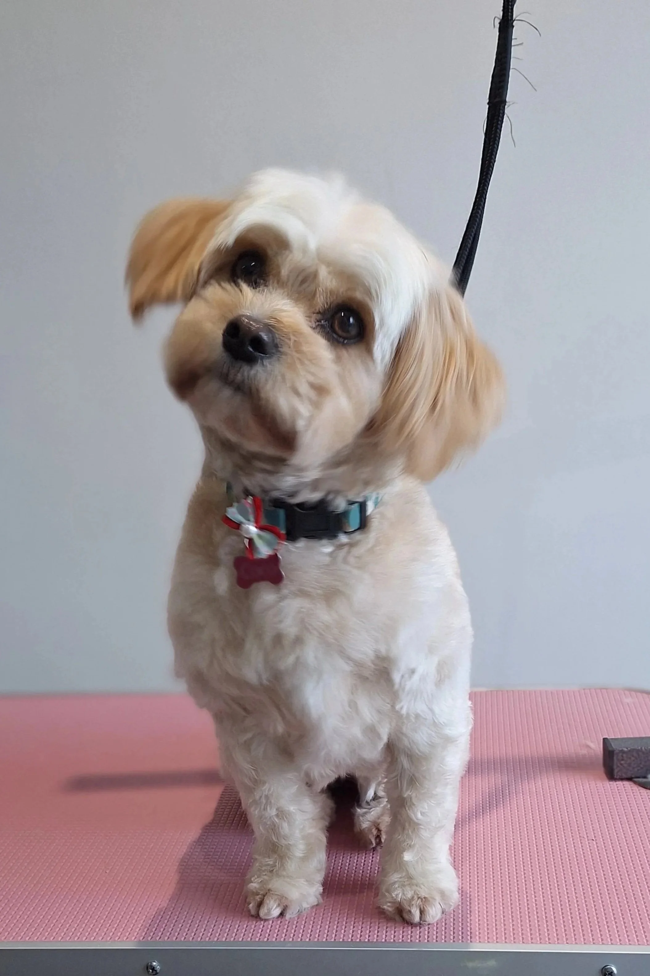 A small dog with tan and white fur, sitting on a pink grooming table, looking at the camera with head tilted slightly. The dog has a collar with a red tag and is on a grooming leash.