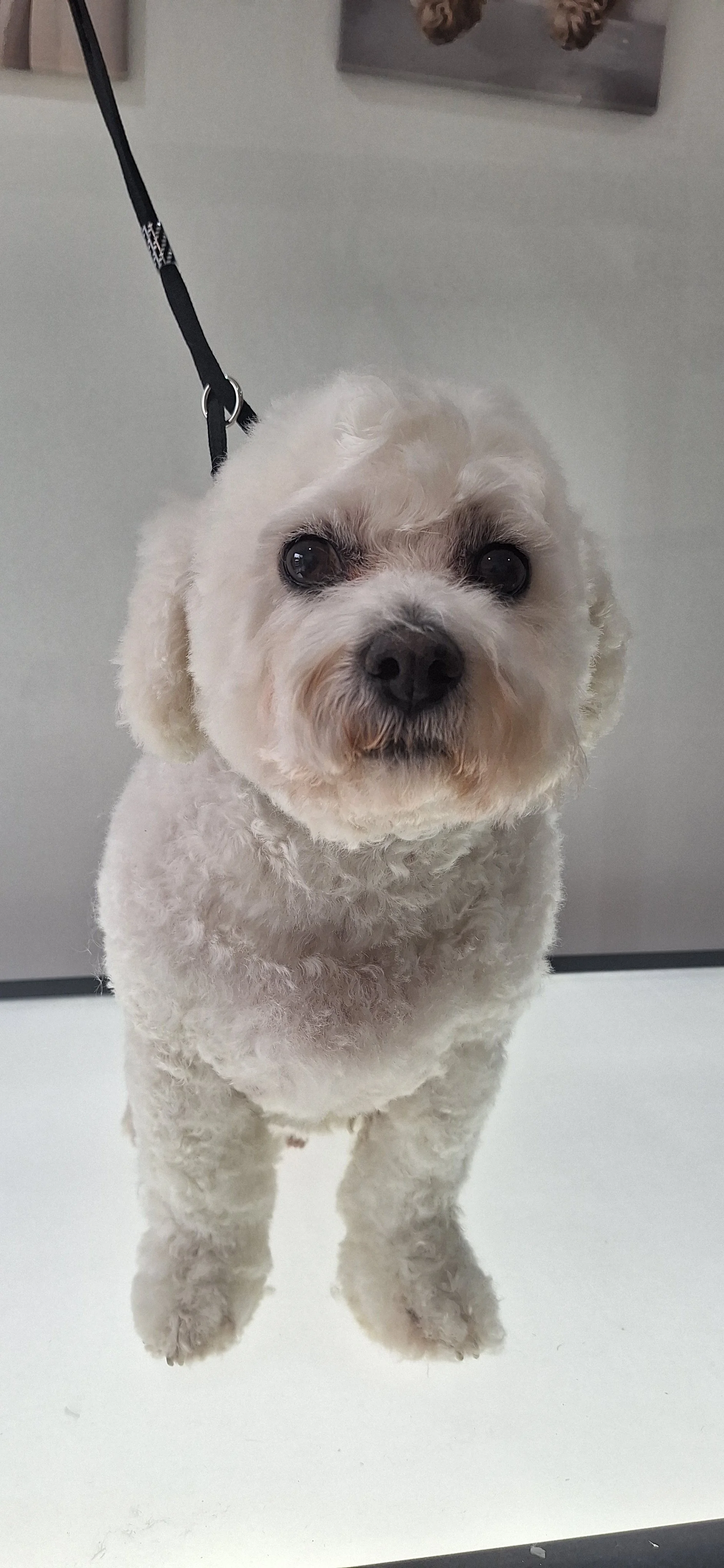 A small, white, curly-haired, Bichon Frise, dog standing on a grooming table, looking directly at the camera, with a black leash attached to its collar.