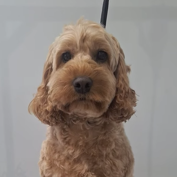 Close-up of a tan, curly-haired Cockapoo dog with a black nose and dark eyes, facing forward.