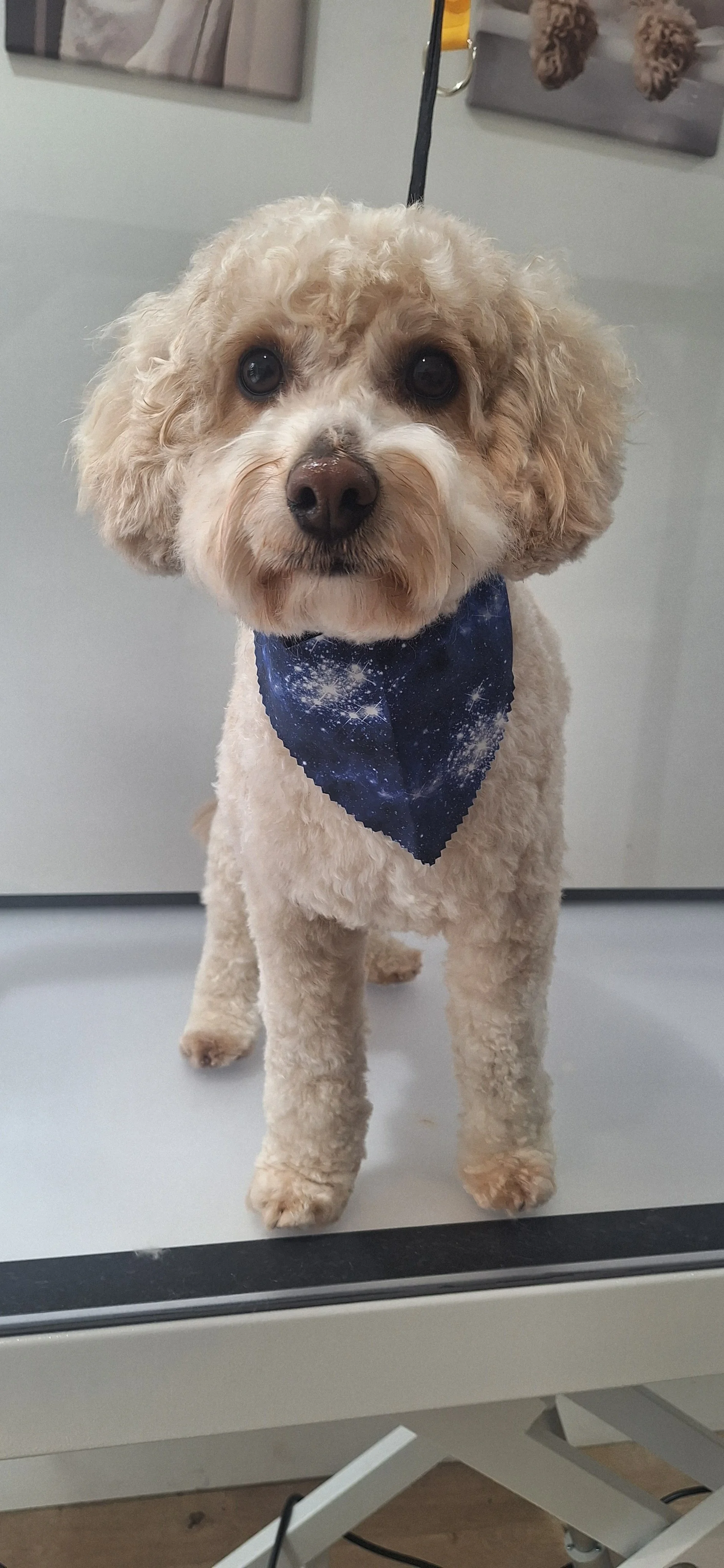 A Cavapoo dog with curly fur, wearing a navy bandana with a galaxy print, standing on a grooming table.