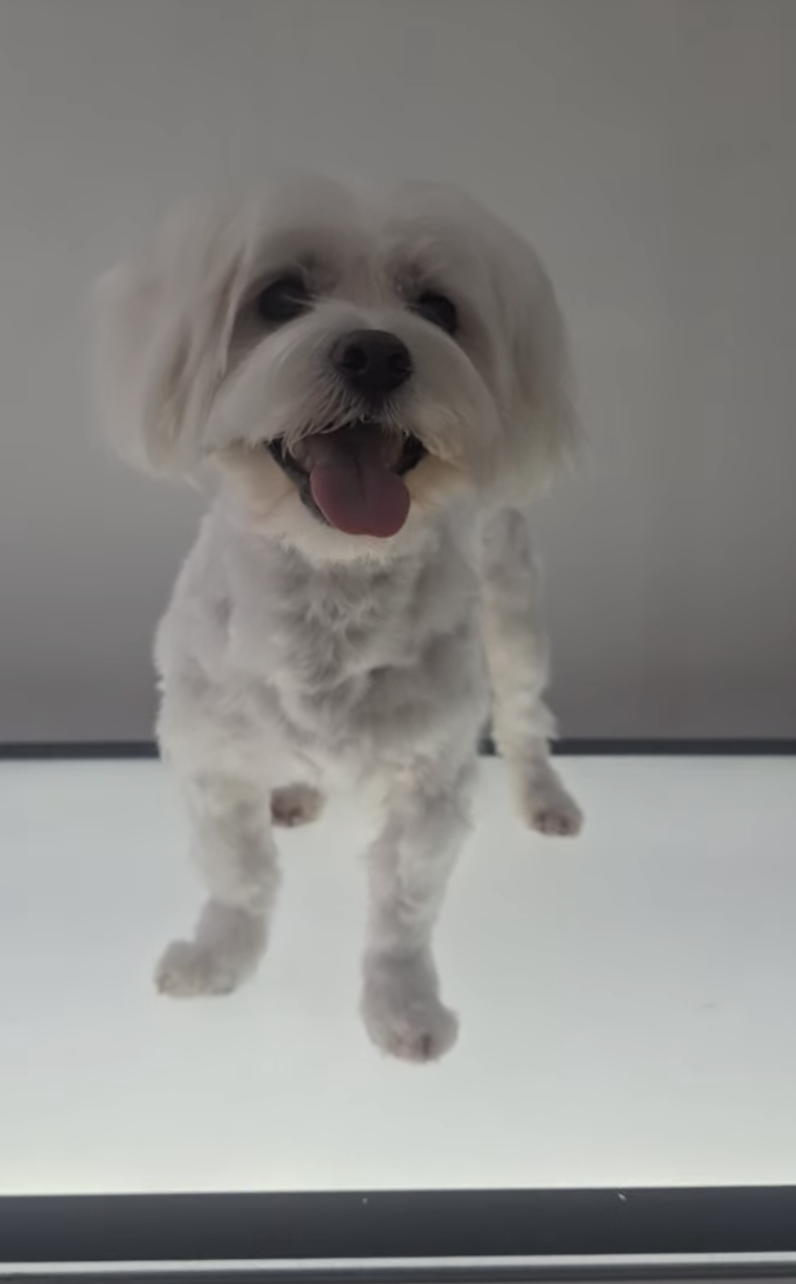A Maltease, a small white dog with a fluffy coat, standing and facing the camera with tongue out in front of a plain background.