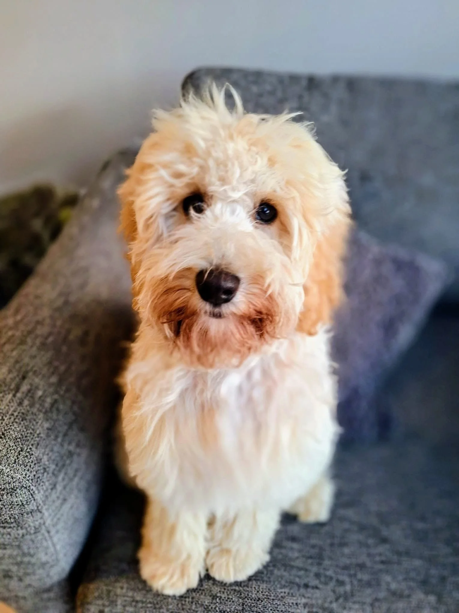 A fluffy, cockapoo puppy sitting on a gray couch, looking at the camera.
