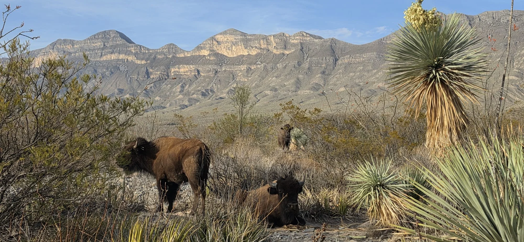 bison pic.jpeg