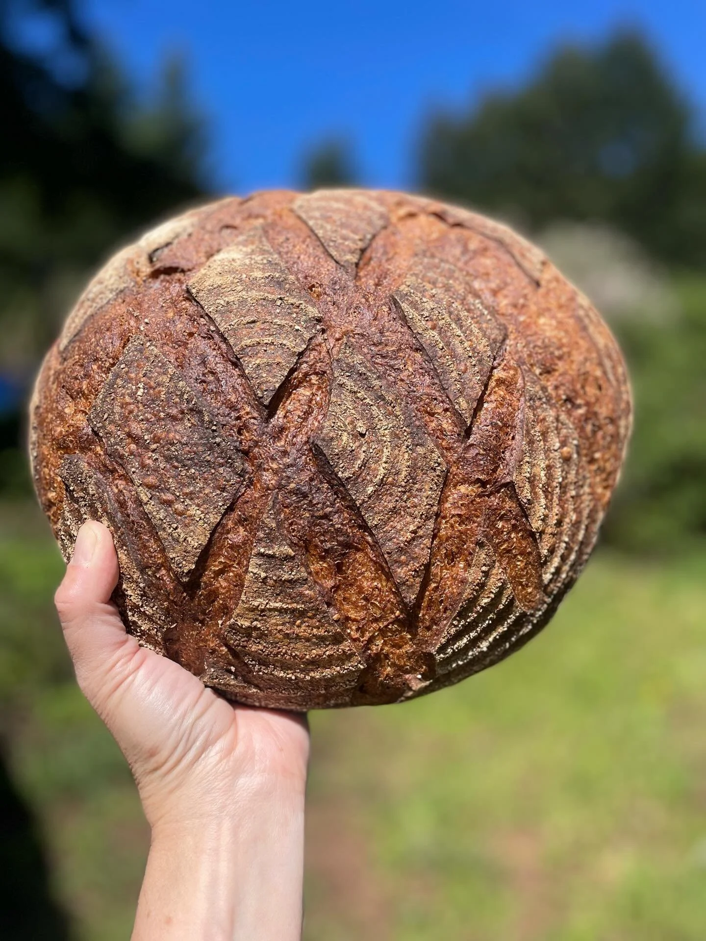 Miche with Buckwheat
 
#baker #wholegrain #sourdough #miche