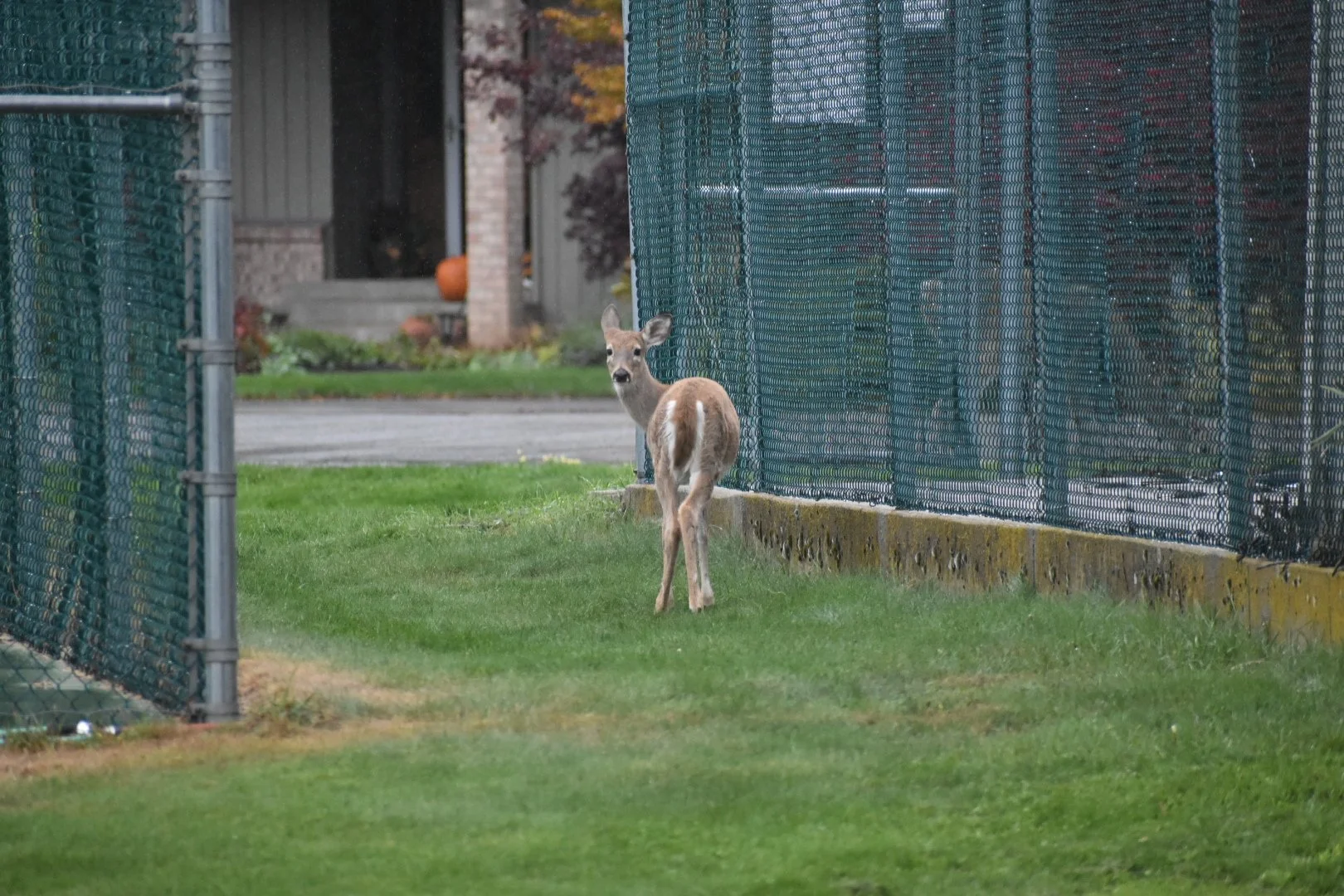 A young deer standing on grass behind a chain-link fence in a suburban yard, looking towards the camera.