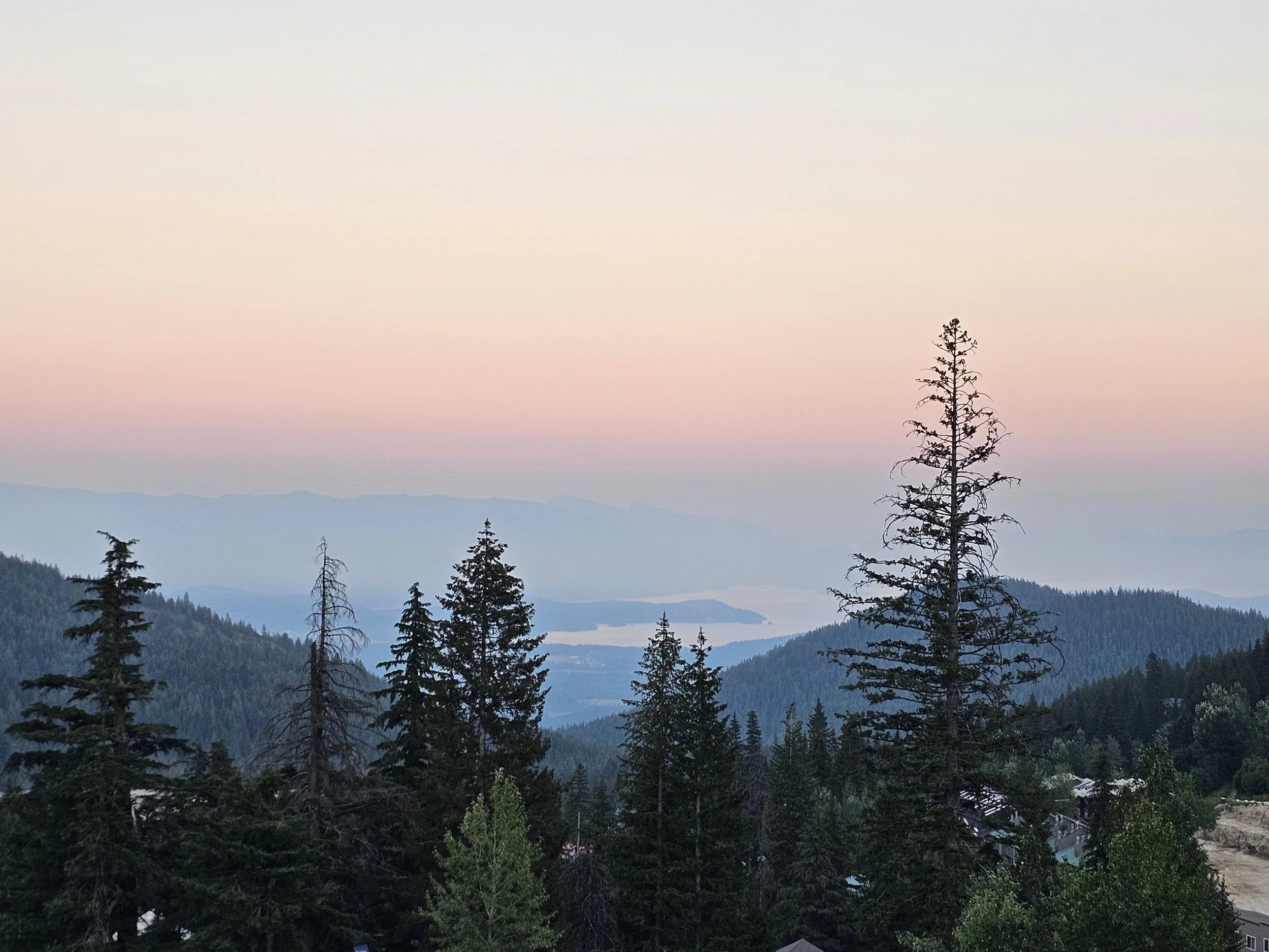Evergreen trees on a mountain landscape with distant hills under a light, pastel-colored sky.