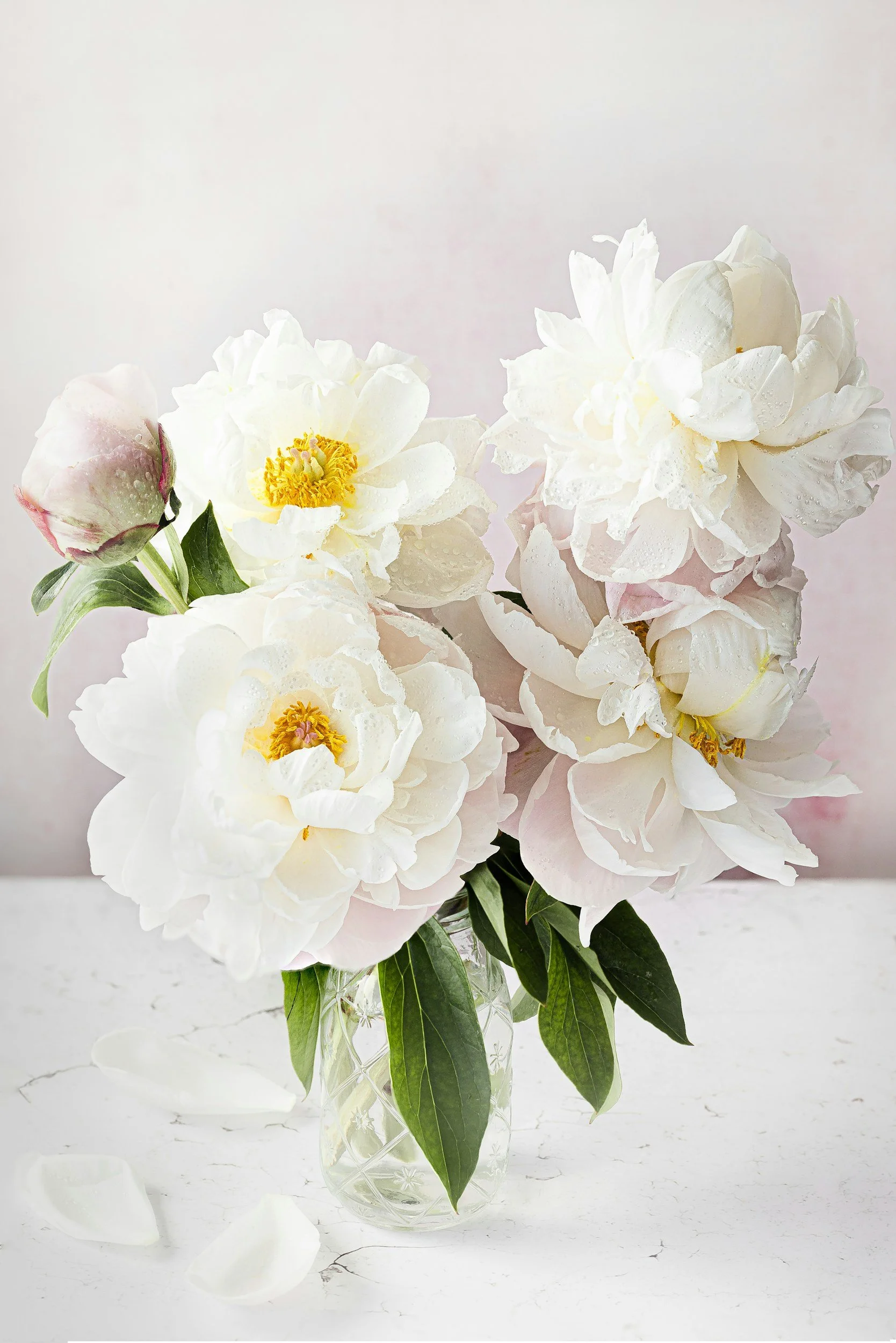 White peony flowers in a clear glass vase with some petals on a white surface.