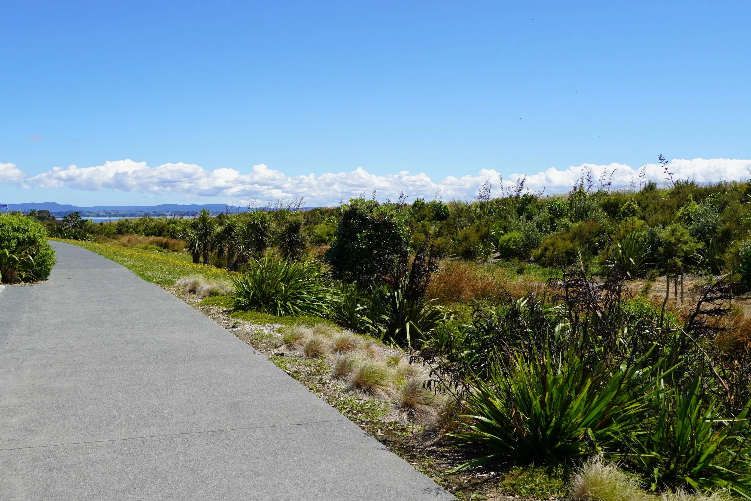 Clarks Beach - Stormwater & Ecological Revegetation