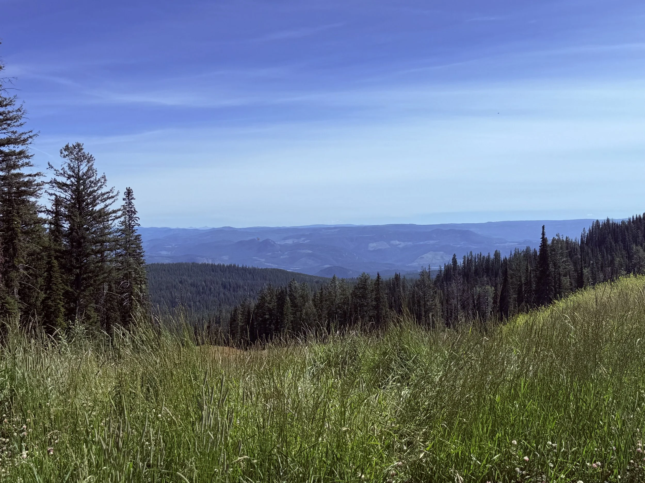 Scenic mountain landscape with green grass in the foreground, tall pine trees, layered mountain ridges in the distance, and a blue sky with wispy clouds.