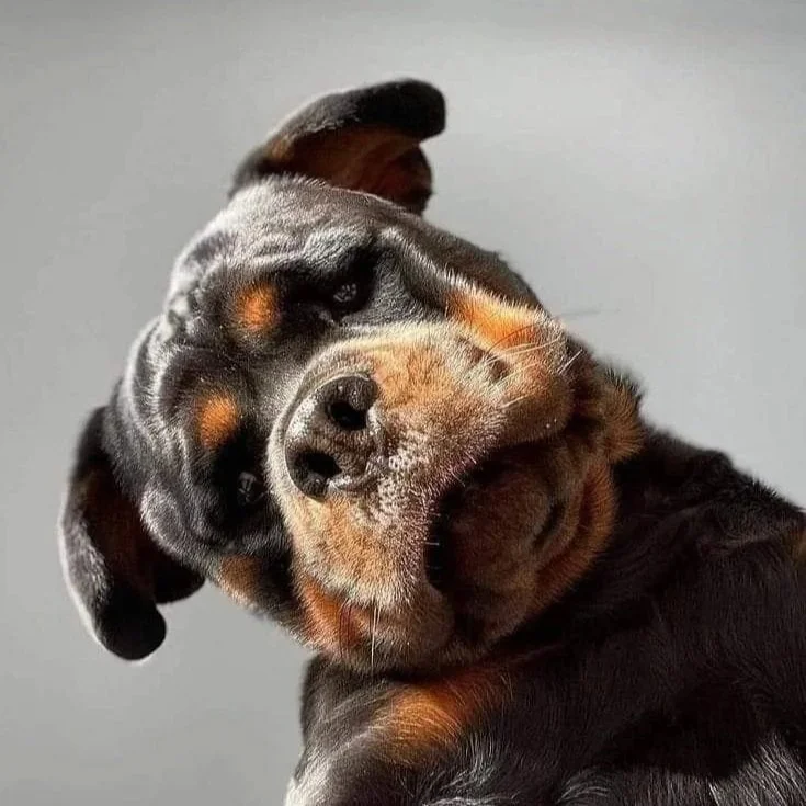 Close-up of a Rottweiler dog lying on its back, looking up at the camera with a relaxed expression.