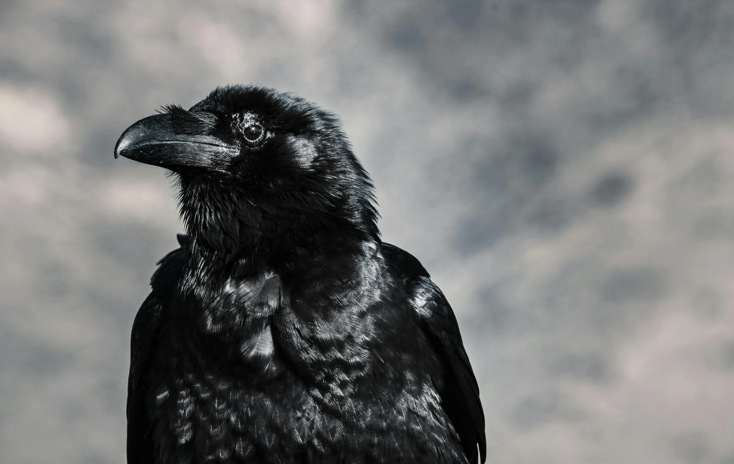 Close-up of a black raven against a cloudy sky.