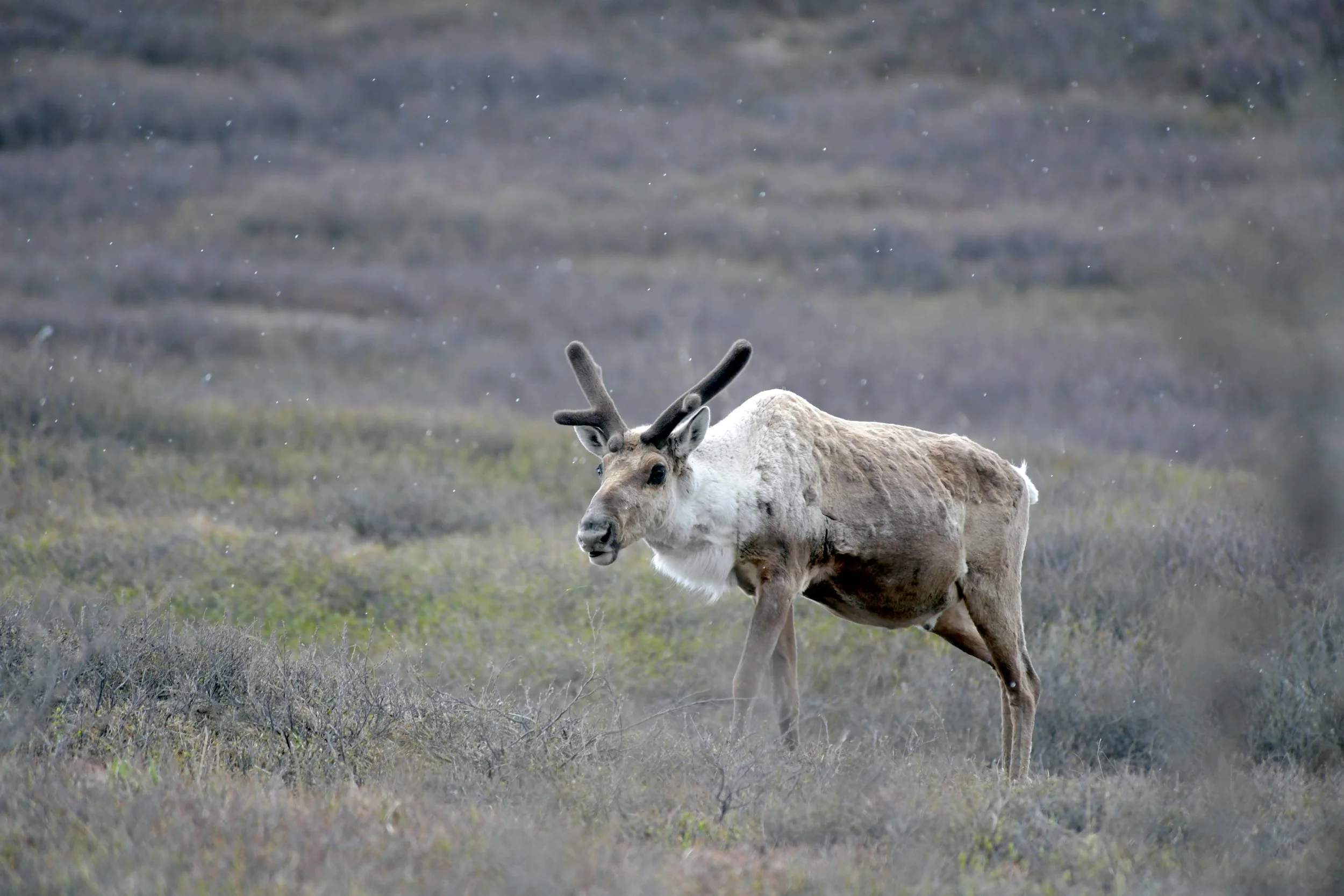 A reindeer standing in a grassy, tundra landscape with its antlers covered in velvet.