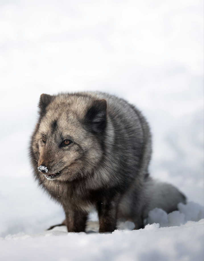 A wolf standing in snow with a snowflake on its nose.