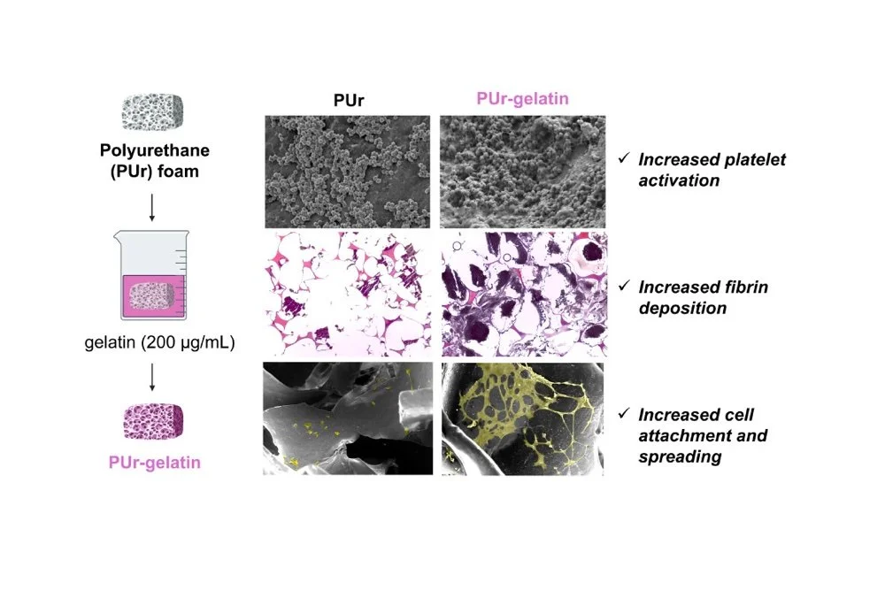 Natalie’s work on bioactive shape memory polymer foams published in ACS Applied Materials and Interfaces