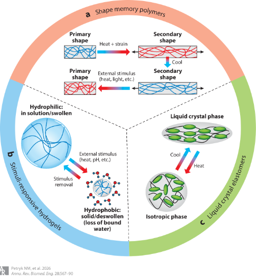 Natalie and Nghia’s review article on smart biomaterials for clinical use is available online. 