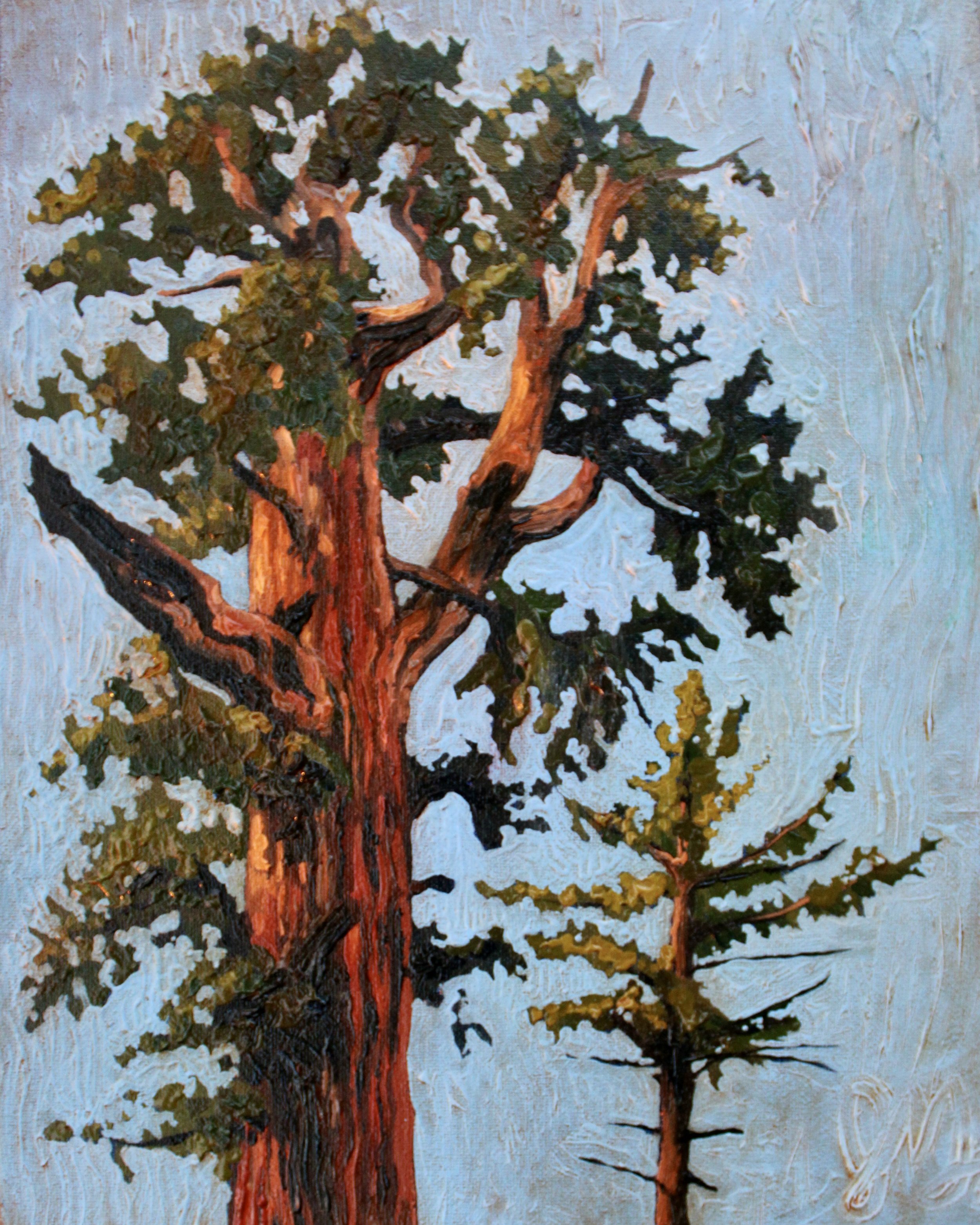 Sequoia 1