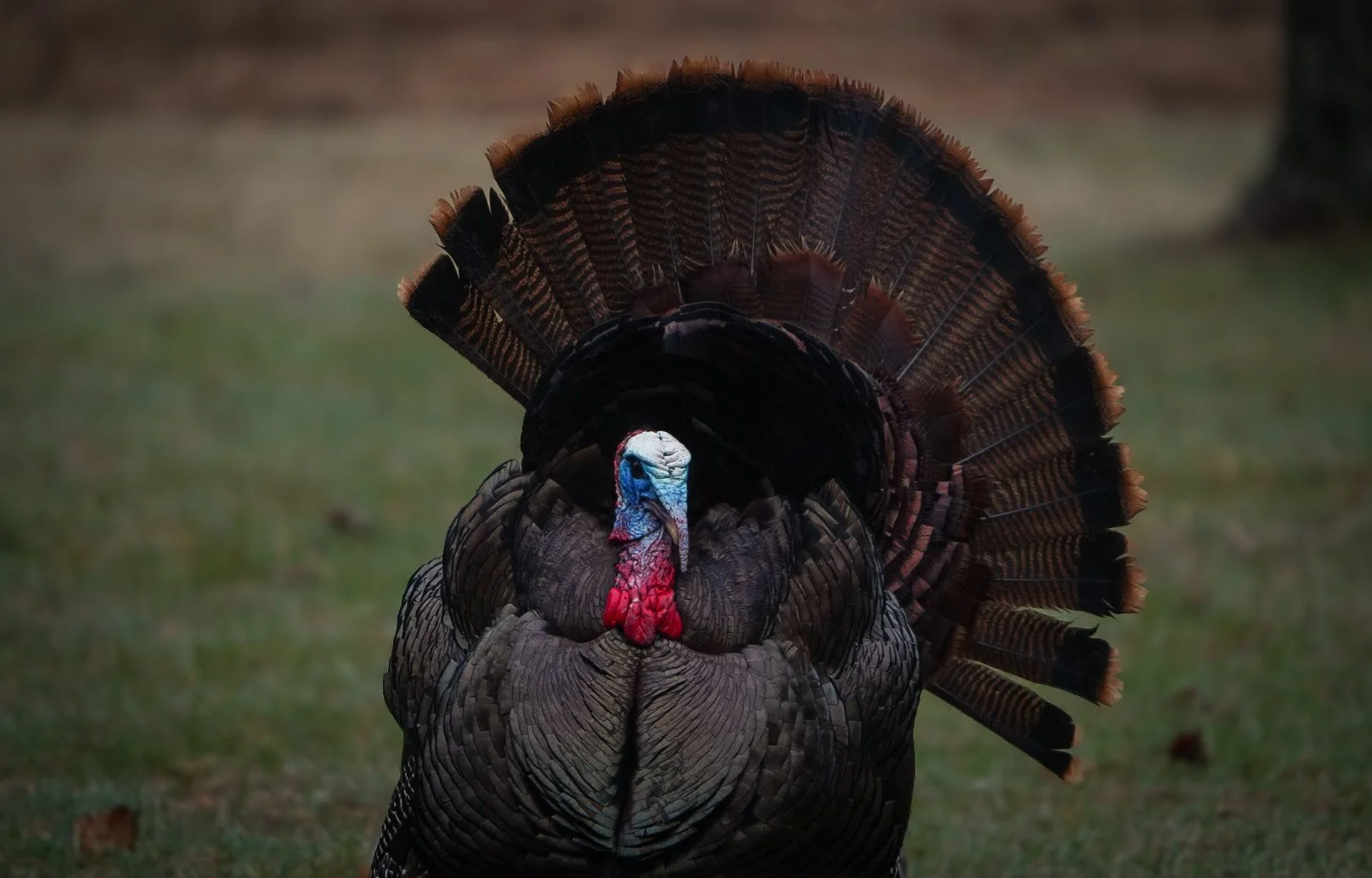 A male wild turkey with its tail feathers fanned out standing on grass.