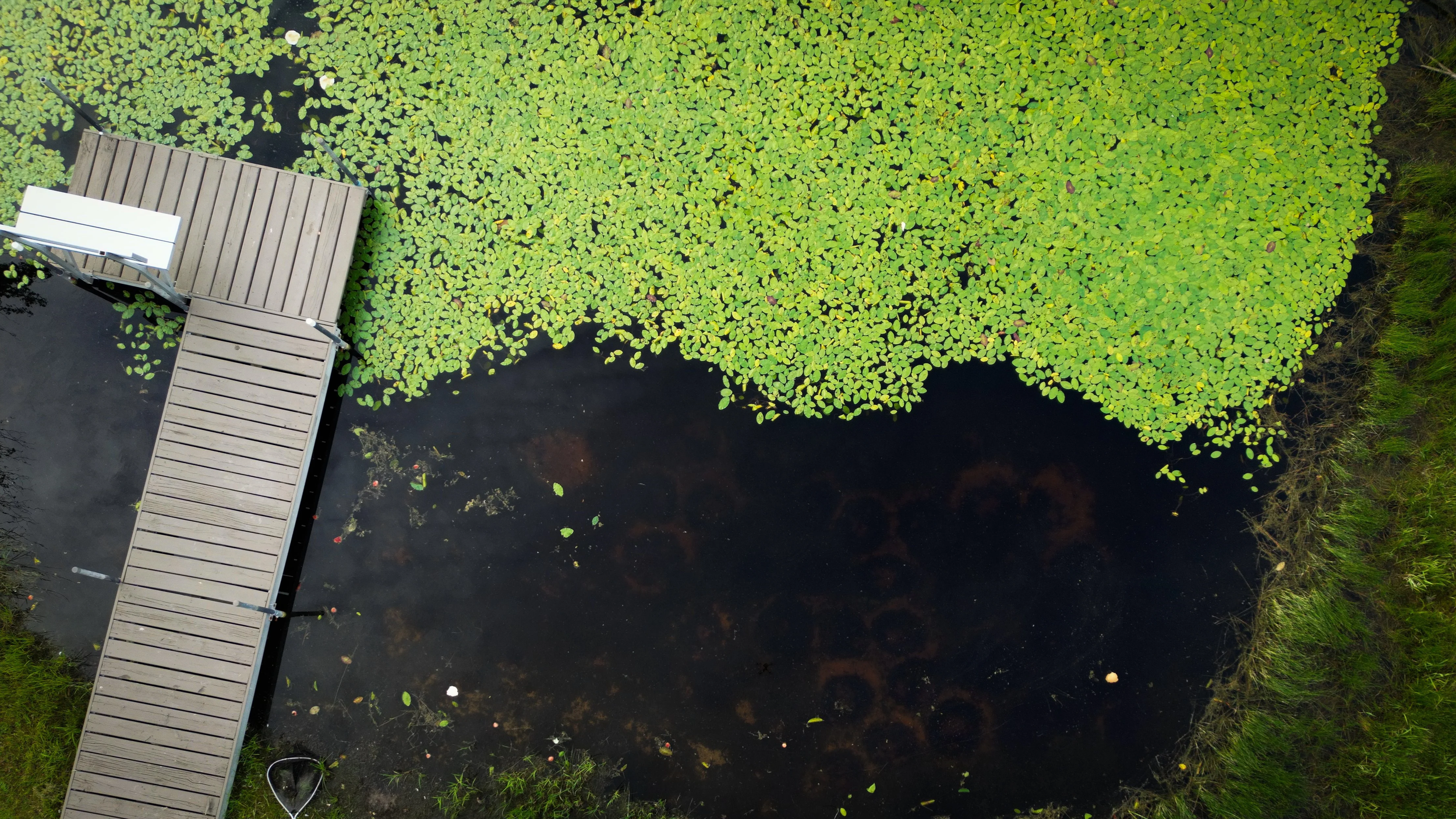 An aerial view of a pond with floating aquatic plants and a wooden dock extending into the water, surrounded by green grass and vegetation.