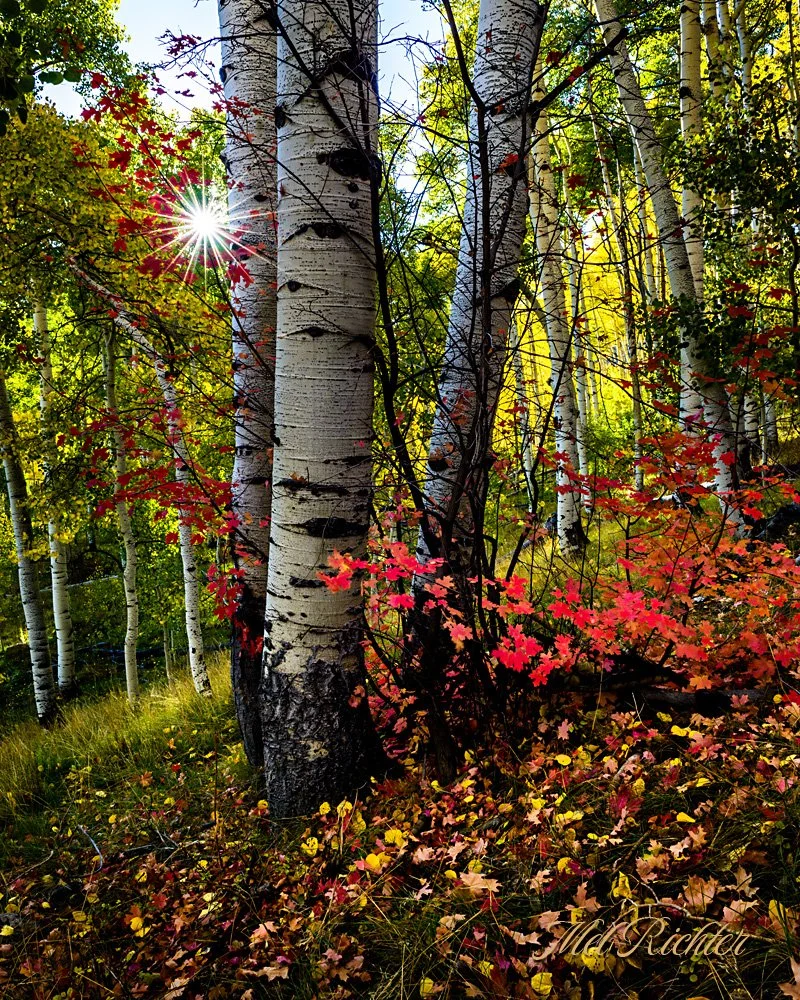 Autumn Glory (vertical)