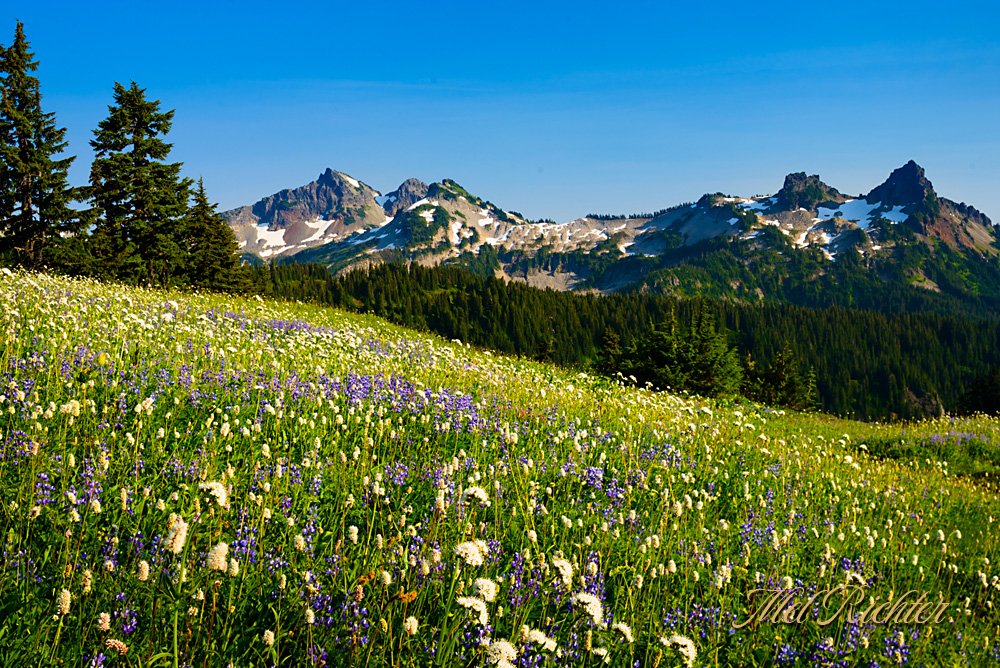 Mt Rainier Wildflowers