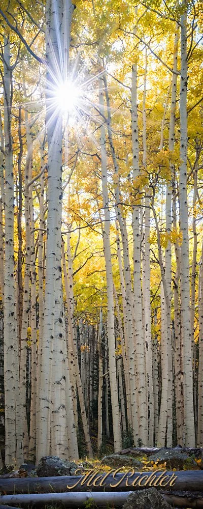 Aspen Sunburst