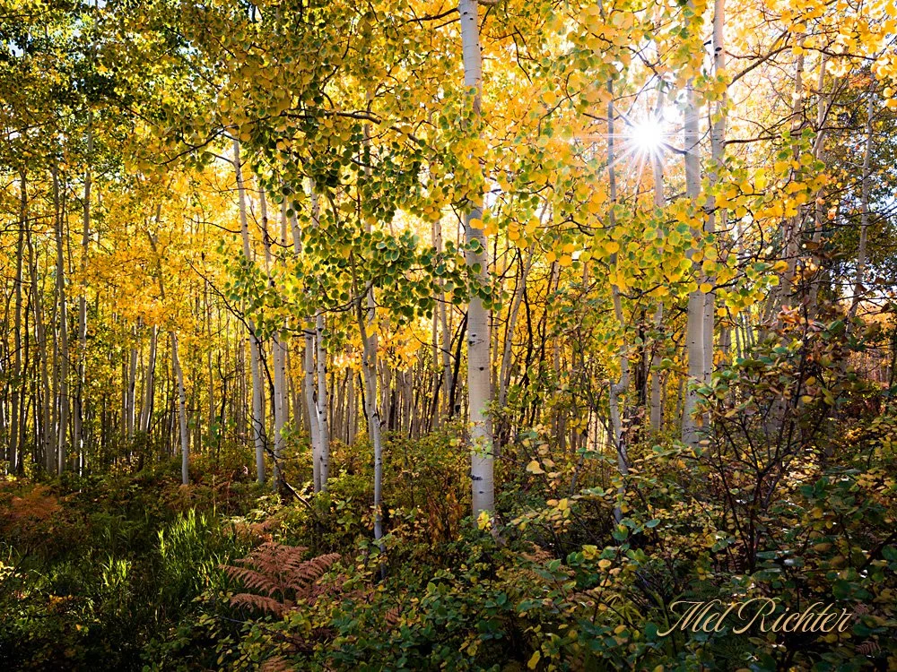 Sunny Aspens