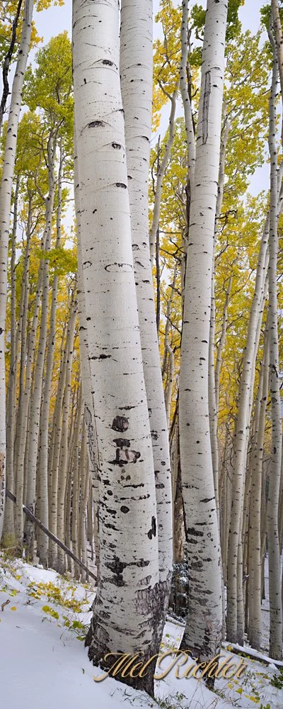 Aspen Trio
