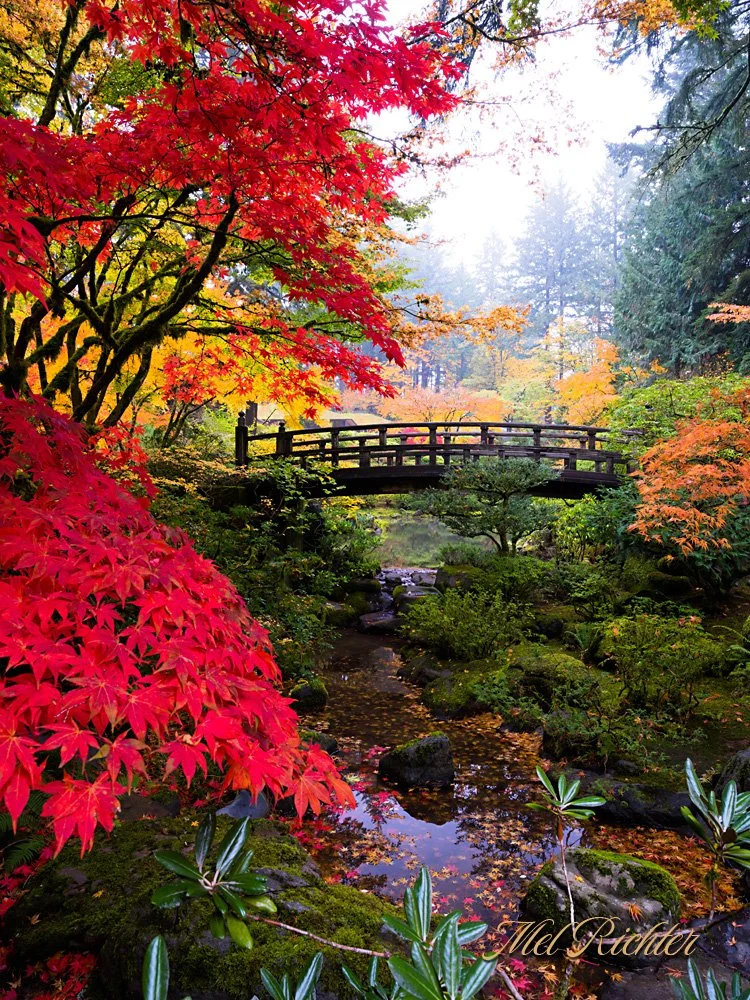 Maple Mist - Vertical