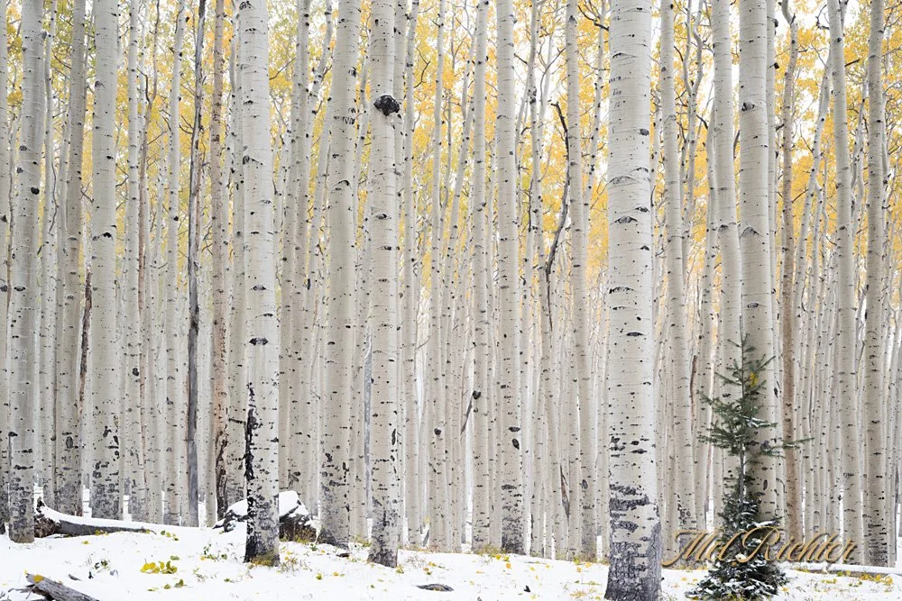Aspen Winter