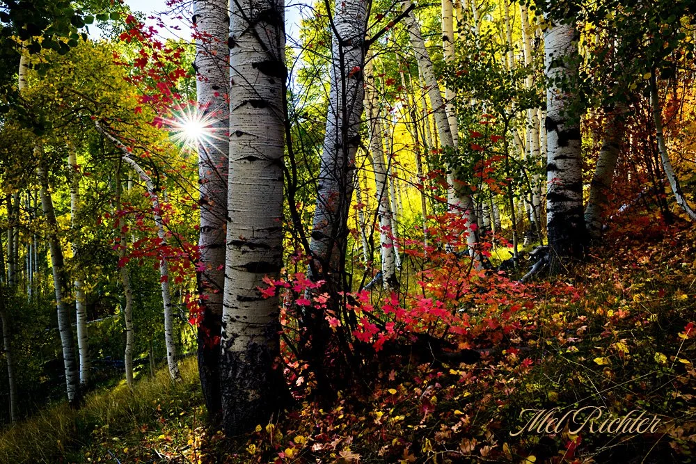 Autumn Glory (horizontal)