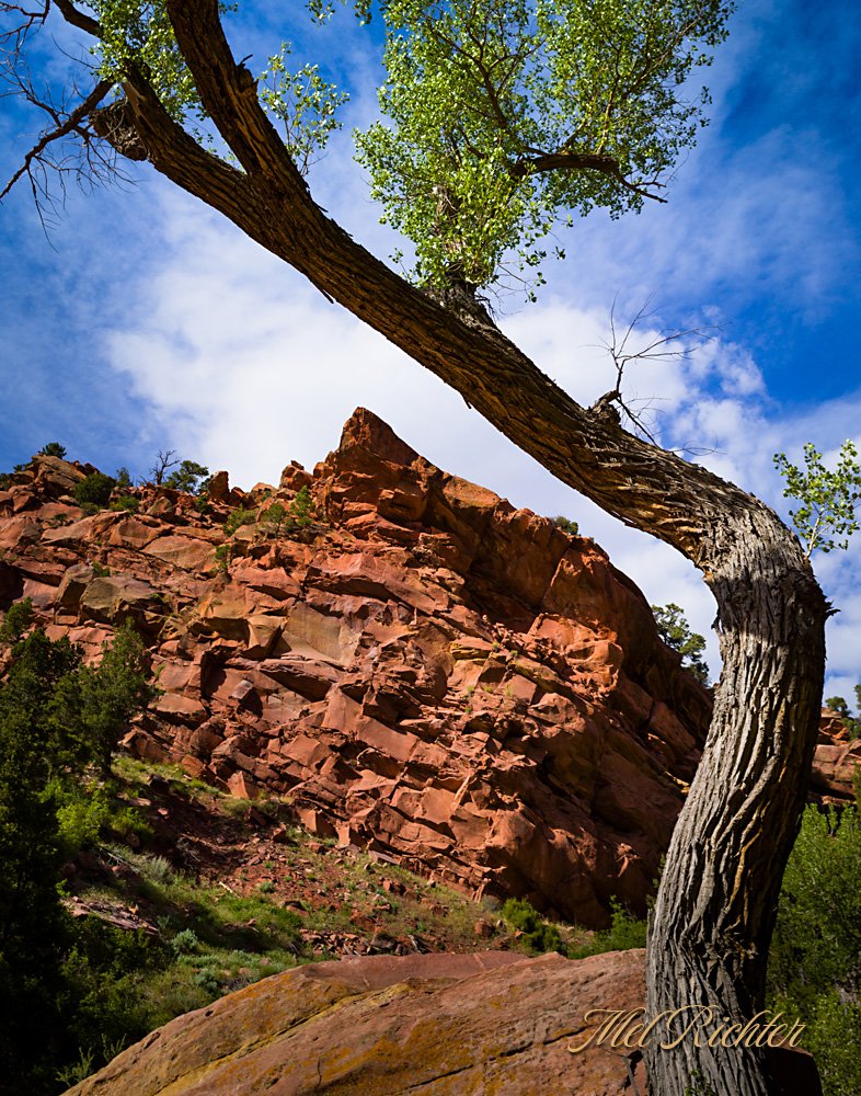 Cottonwood on the Rocks with a Twist