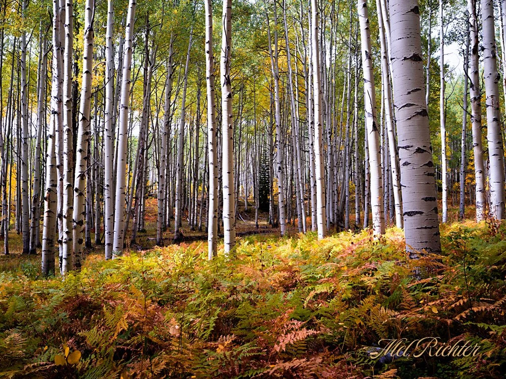 Aspen and Ferns