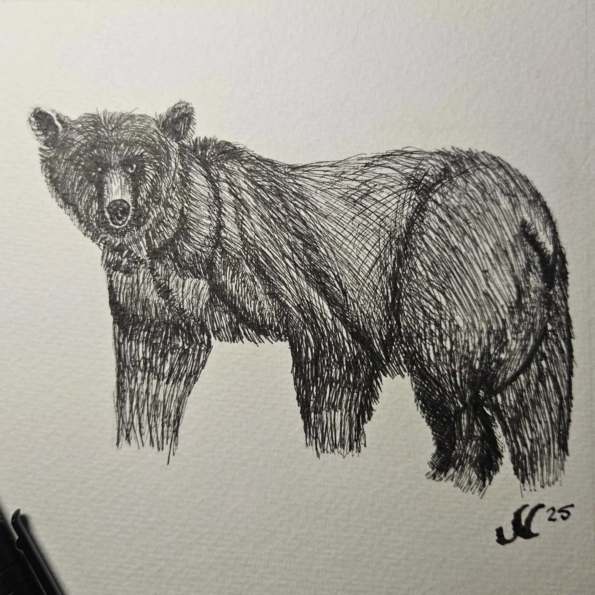 Animalia 2025 - Bear Series
Ink, 2025
6×6
